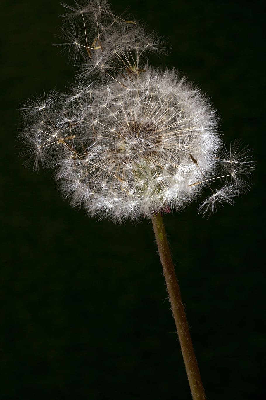 dandelion, macro, common dandelion, taraxacum, back light, pollen HD wallpaper