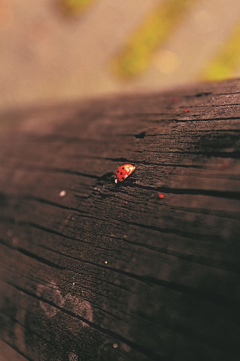 ladybug, nature, wood, forest, green, insect, animal wildlife HD wallpaper