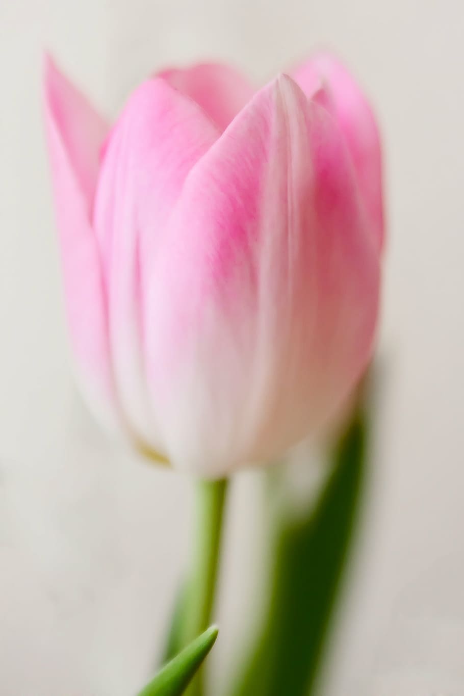 pink and white tulip, tender, macro, flowers, blossom, bloom HD wallpaper