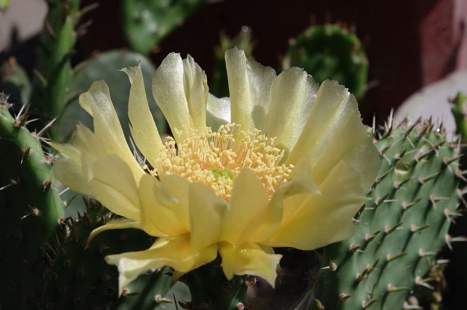 cactus, flower, yellow, flora, summer, garden, botanical, desert HD wallpaper