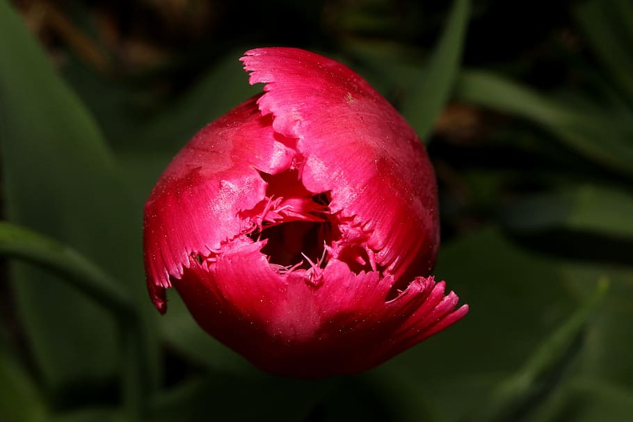 tulip, flower, pink, spring, plant, freshness, close-up, flowering plant HD wallpaper