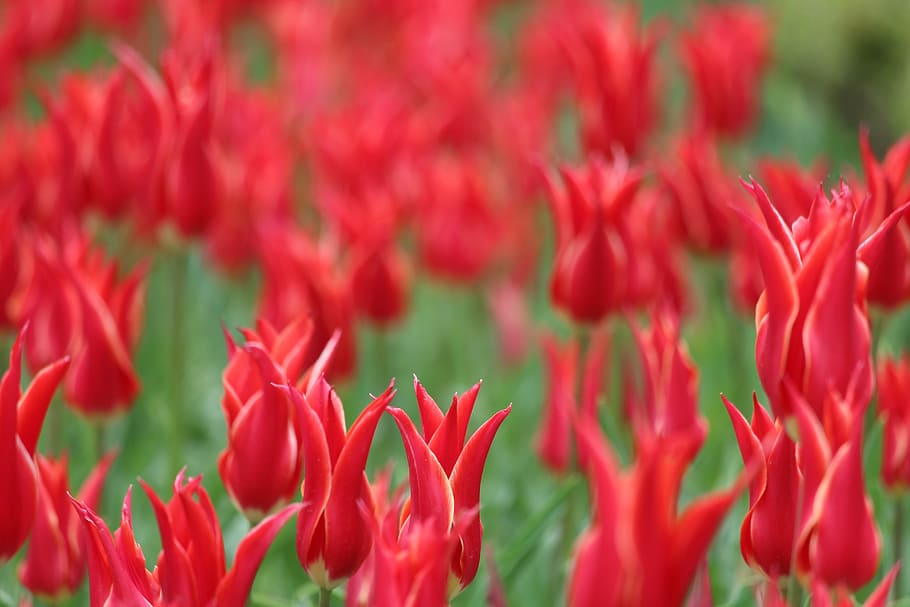 Tulip, Spring, White, White, Flower, flowers, red, growth, plant HD wallpaper