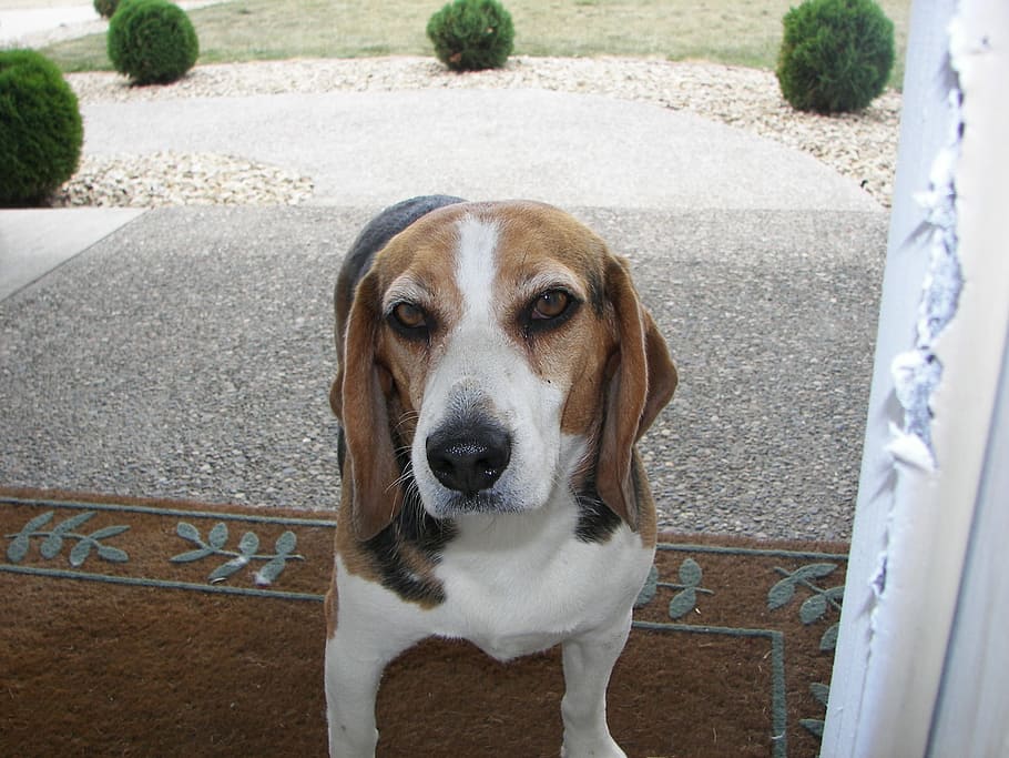 beagle, closeup, curious, dog, one animal, canine, pets, mammal HD wallpaper