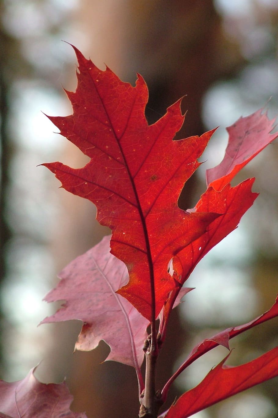 Maple Leaf, Coloring, red, colorful, autumn, nature, change HD wallpaper