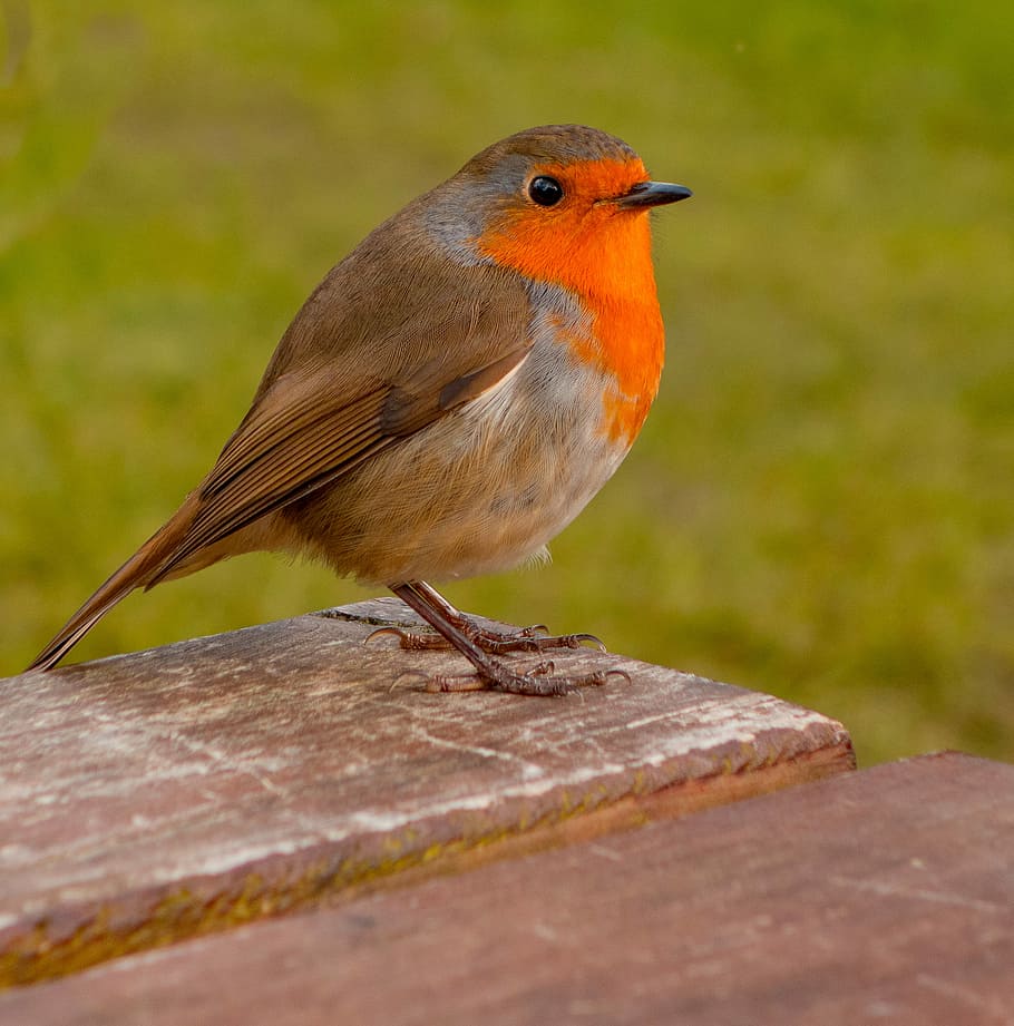 Come to say hello, brown and orange bird on brown surface, robin, HD wallpa...