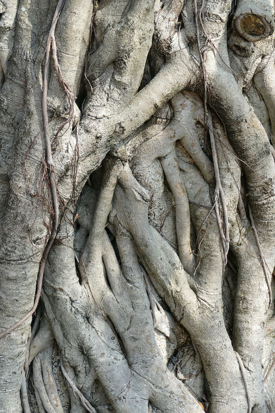tree, root, nature, tree root, log, devoured, taiwan, overgrown HD wallpaper