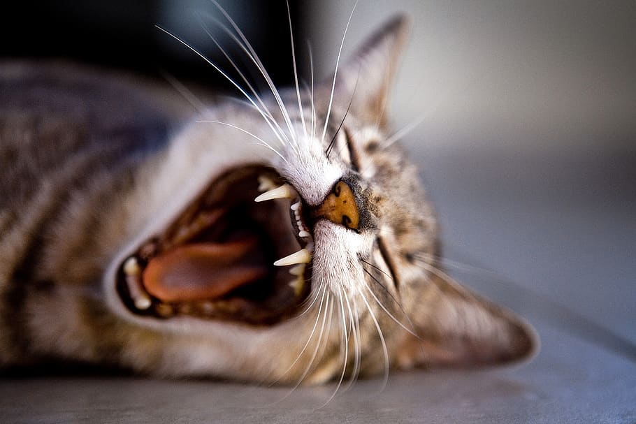 kitten, yawn, teeth, animal themes, domestic cat, feline, one animal HD wallpaper