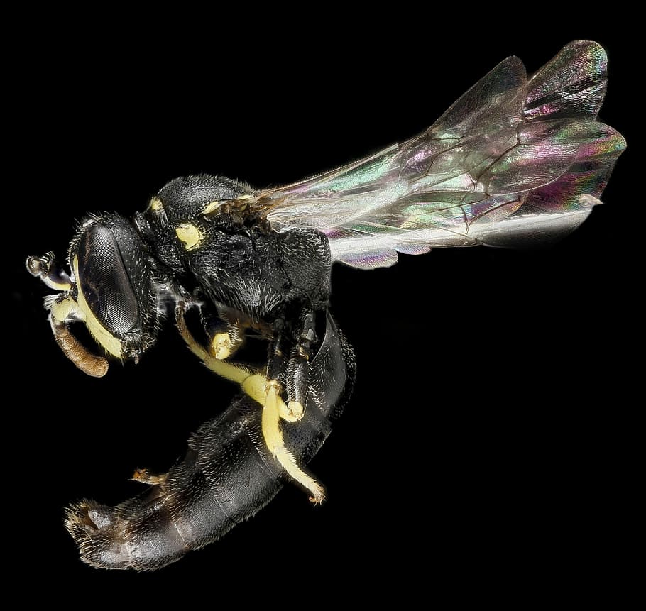 Close up of Bee Anatomy, bug, flying, photos, insect, public domain HD wallpaper