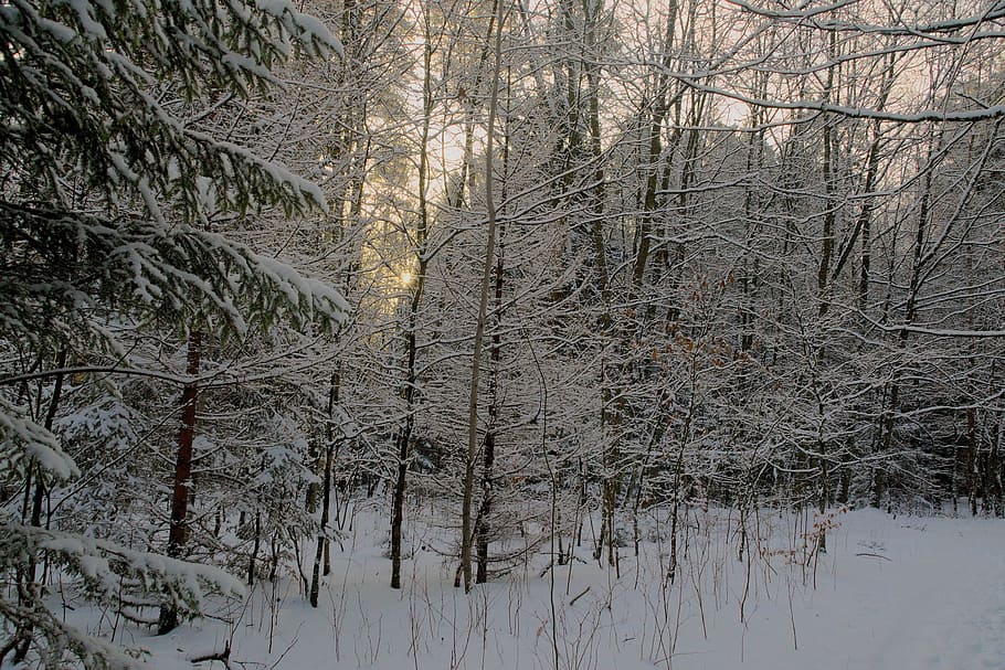 winter, snow, view, forest, tree, landscape, nature, white HD wallpaper