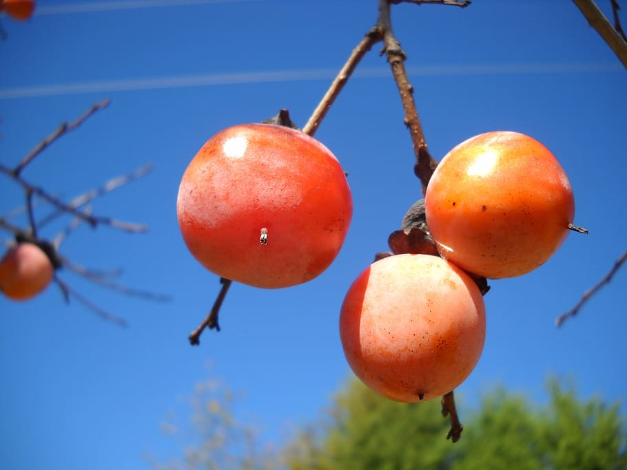 persimmon, fruit, autumn, orange, fall, food and drink, healthy eating HD wallpaper