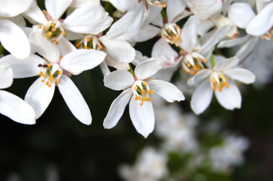 Flowers, White, Summer, white color, blossom, fragility, beauty in nature HD wallpaper