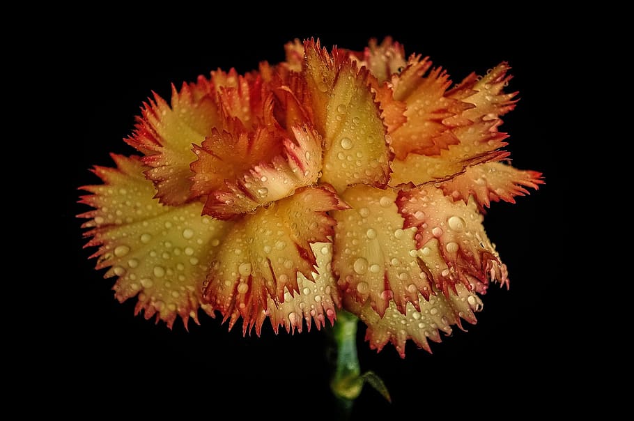 grenadin, raindrops, flower, orange, red, nature, yellow, botany HD wallpaper