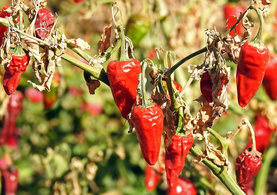 chilli, spice, sharp, chili, red, season, sharpness, food, paprika HD wallpaper