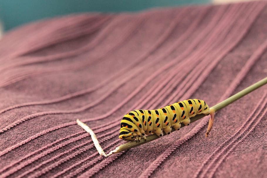 caterpillar, nature, insect, stage, swallowtail, animal wildlife HD wallpaper
