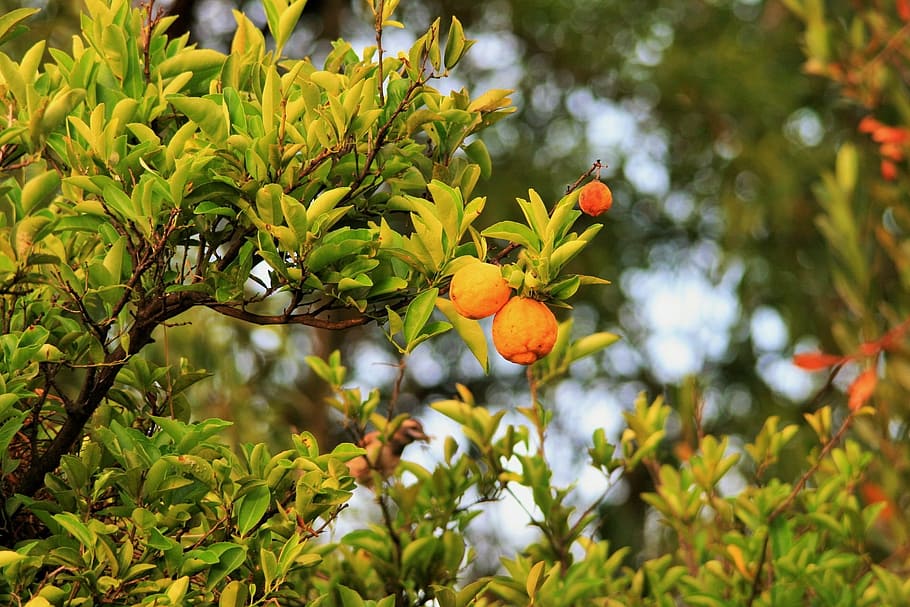 lemon, tree, fruit, citrus, branch, fresh, organic, agriculture HD wallpaper