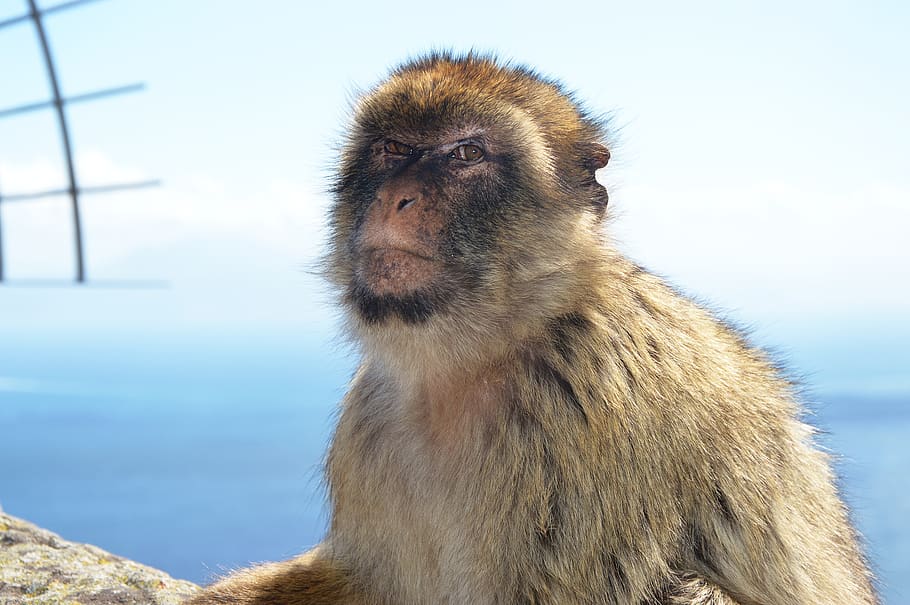 barbary ape, monkey rock, gibraltar, one animal, animal wildlife HD wallpaper