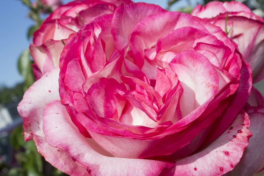 rose, multicolored, bloom, flower, nature, petal, blossom, floral HD wallpaper