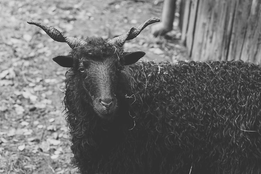 30k Black Sheep Pictures  Download Free Images on Unsplash