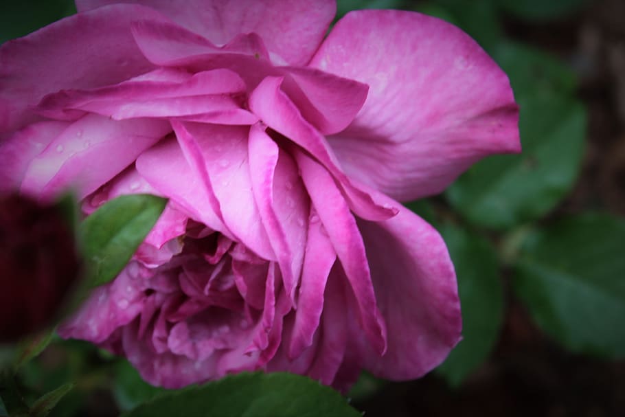 pink, purple, rose, flowering plant, freshness, petal, close-up HD wallpaper
