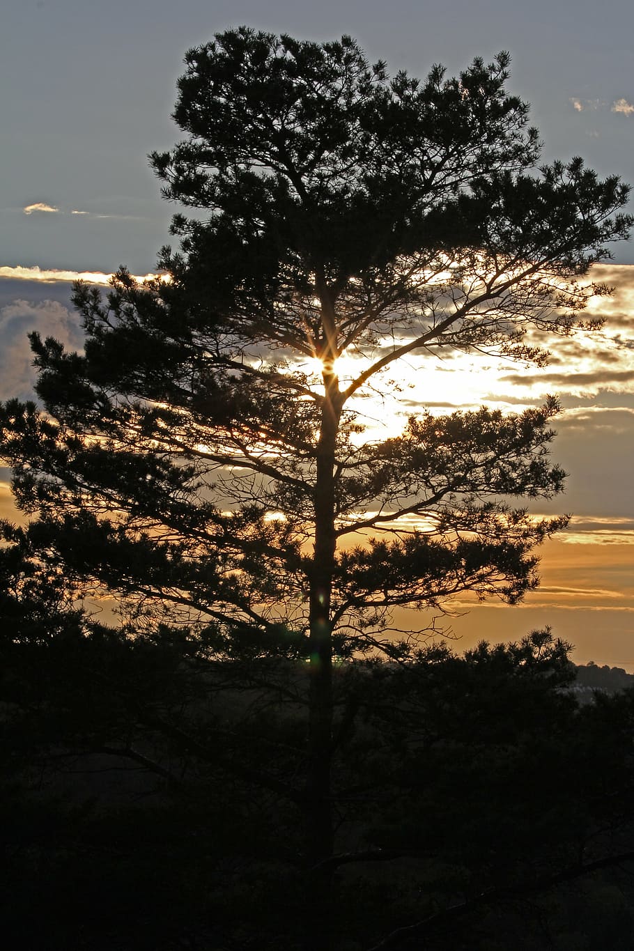 tree, pine, evening sun, abendstimmung, evening sky, sunset HD wallpaper