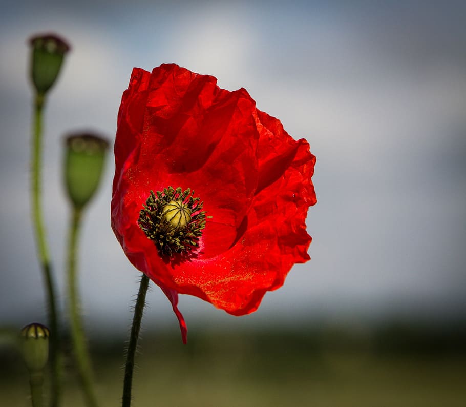 red poppy flower in bloom close up photo, spring, nature, floral HD wallpaper