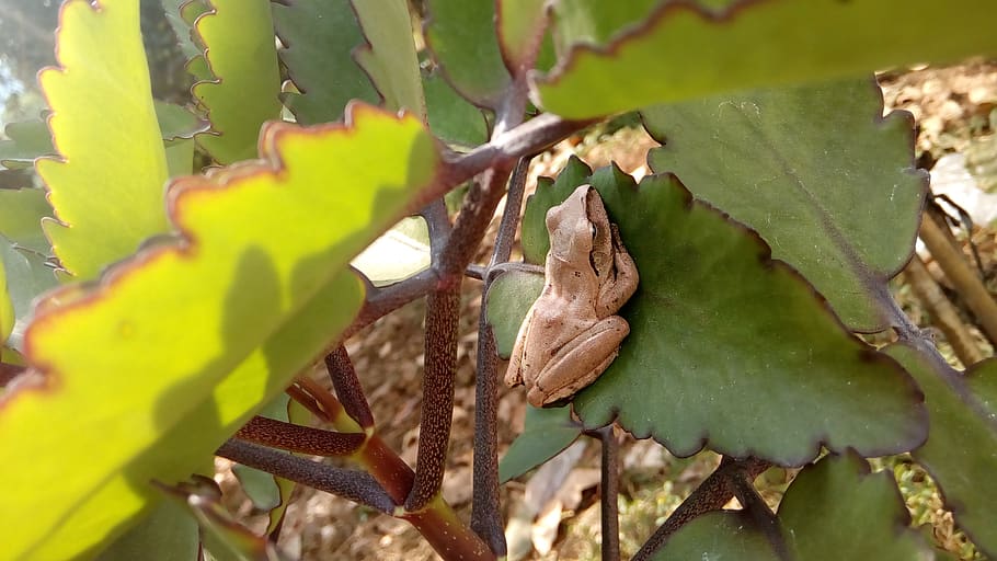 bullfrog, plant, leaf, plant part, growth, green color, close-up, HD wallpaper