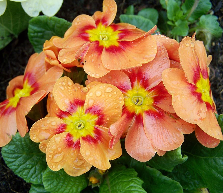 Primula, Primrose, Spring, Flower, spring flower, petal, freshness HD wallpaper