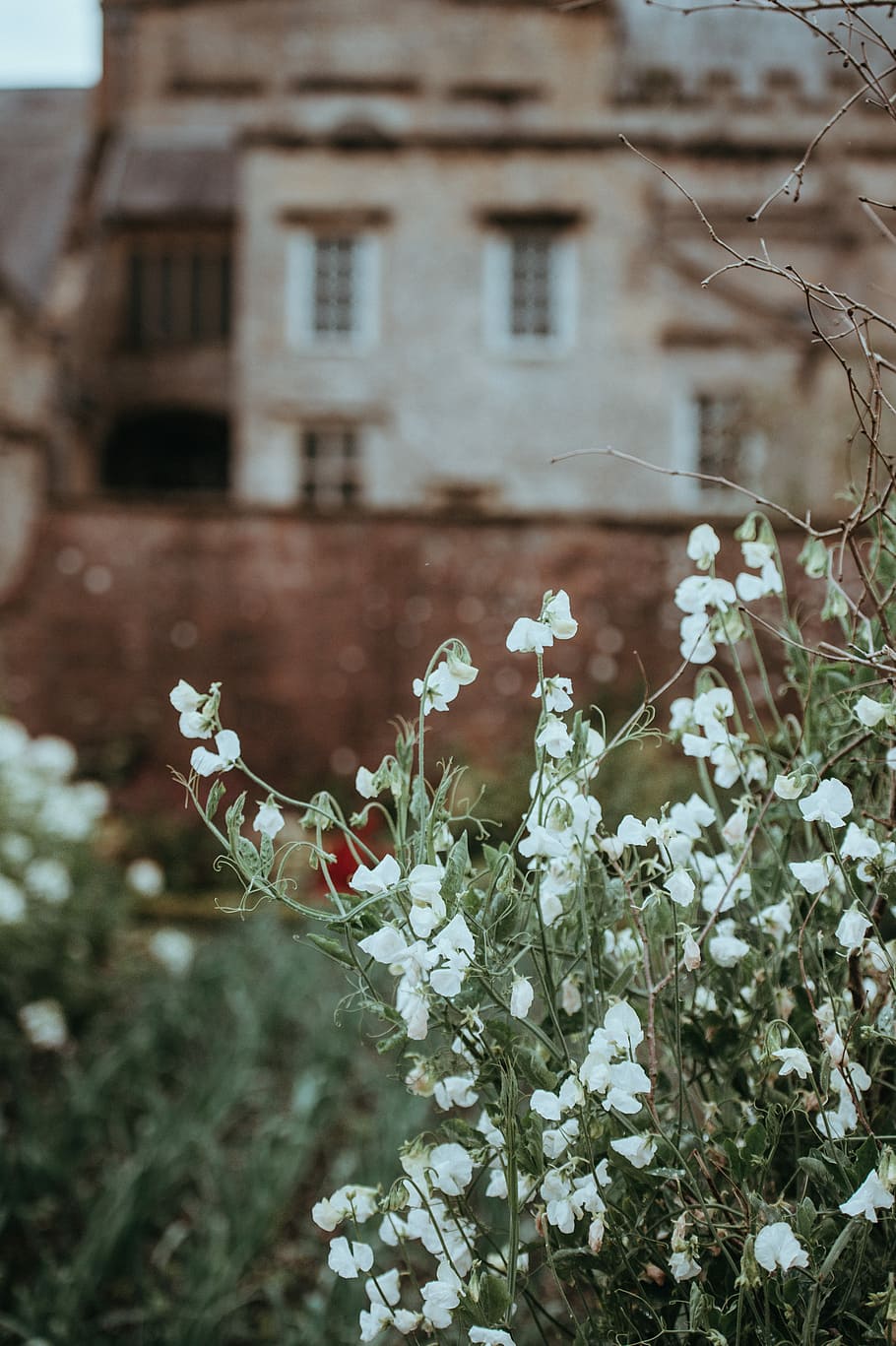 Forde Abbey, close up photography of white petaled flowers in bloom HD wallpaper