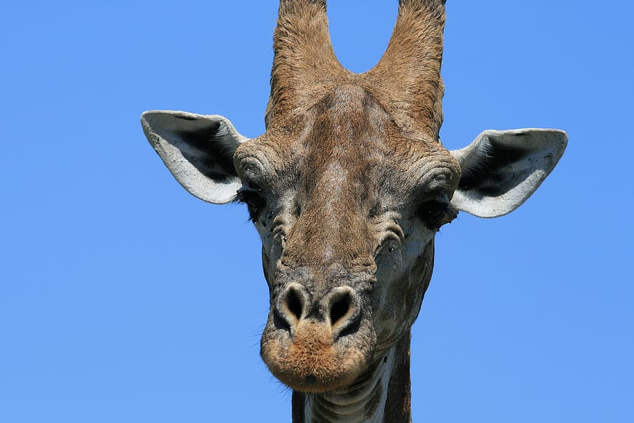 giraffe, animal, game, head, face, detail, close, nature, africa HD wallpaper