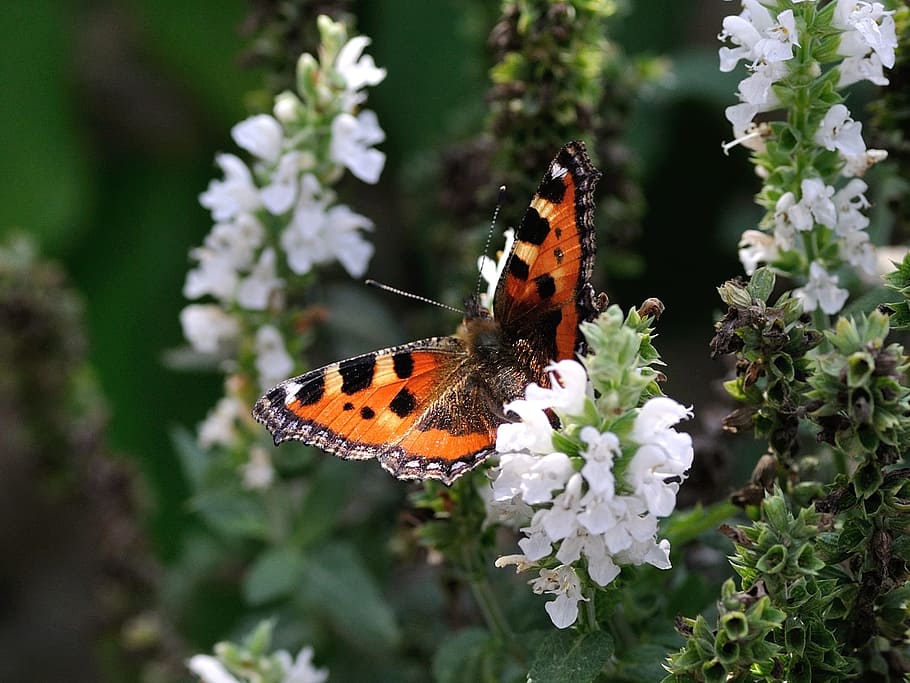 painted lady butterfly perching on white flower during daytime HD wallpaper