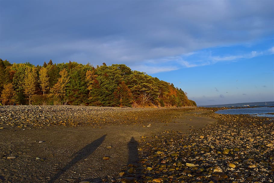 sunset, shore, trees, light, rocks, ocean, maine, nature, water HD wallpaper