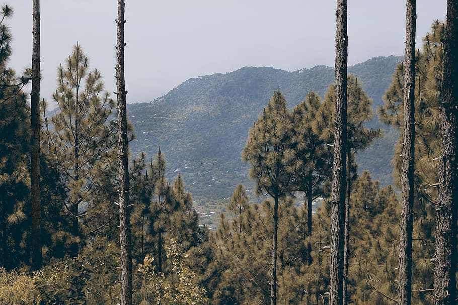 Trees On Mountain, conifer, daylight, evergreen, forest, jungle HD wallpaper