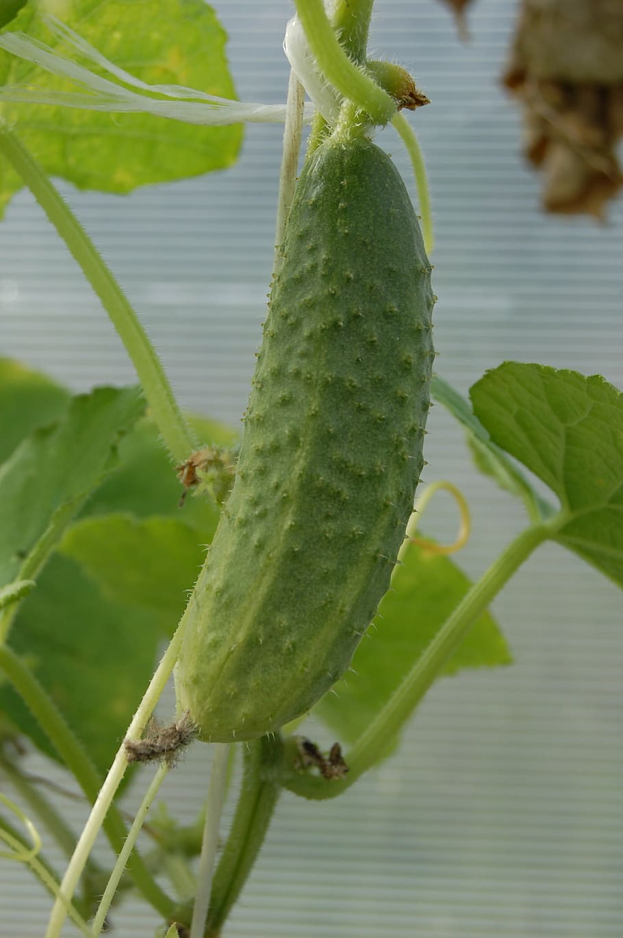 hd-wallpaper-cucumber-green-vegetable-greens-food-gherkin