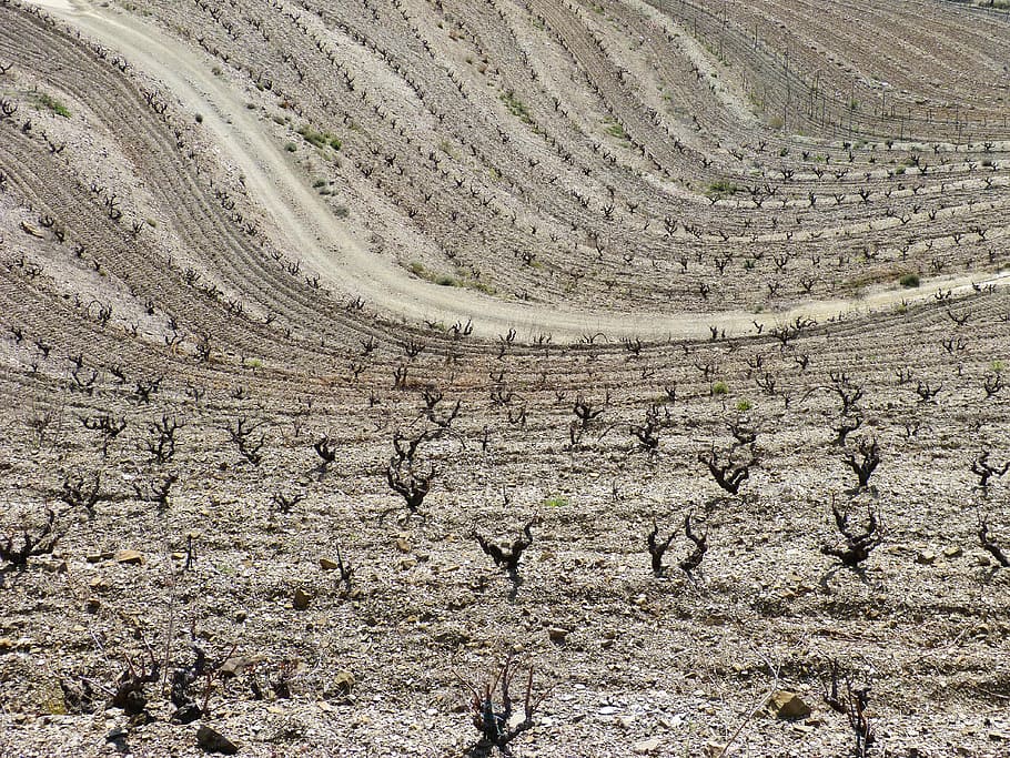 vineyard, waves, texture, background, landscape, scenics - nature HD wallpaper