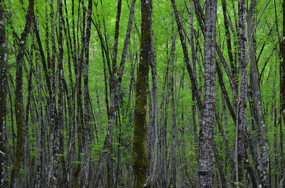 trunks, trees, into the woods, forest, plant, green color, land HD wallpaper