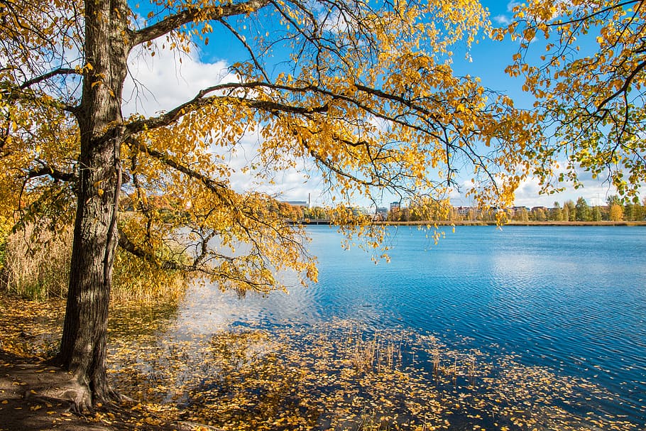 Tree, Beach, Landscape, Water, Lake, nature, helsinki, töölön bay HD wallpaper