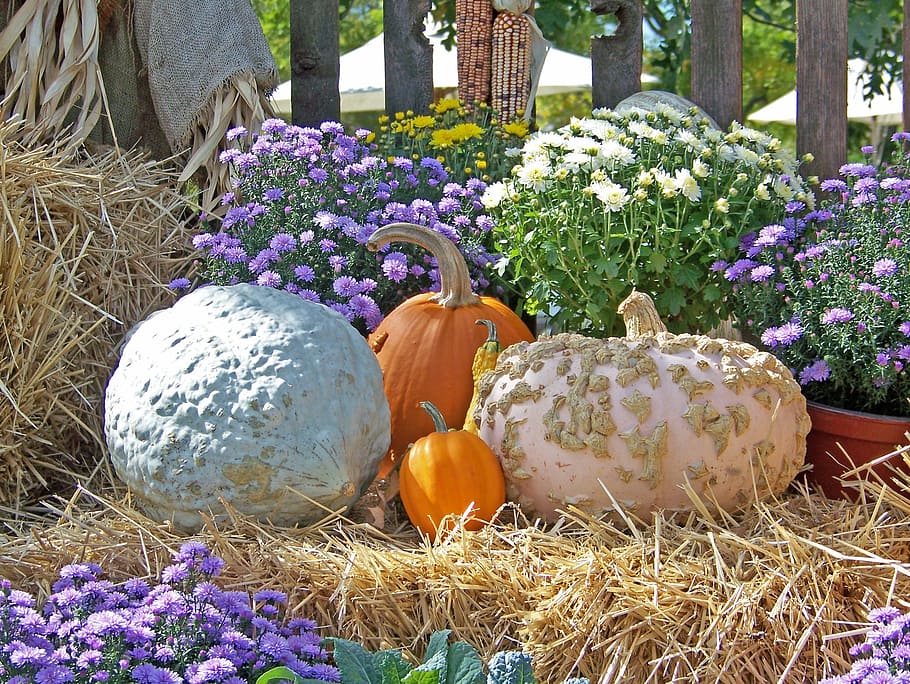 Pumpkins, Autumn, Fall, Flowers, halloween, still, life, decoration HD wallpaper