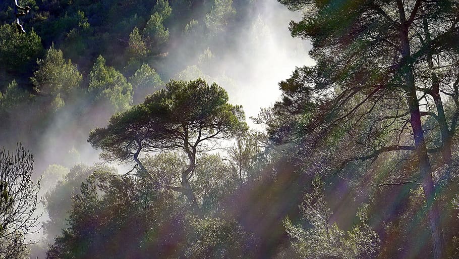 rainforest photo, fog, trees, meteorology, landscape, pine HD wallpaper