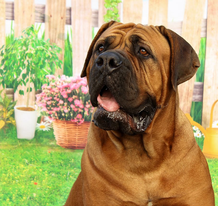 large short-coated brown and black dog, bordeaux, mastiff, animal
