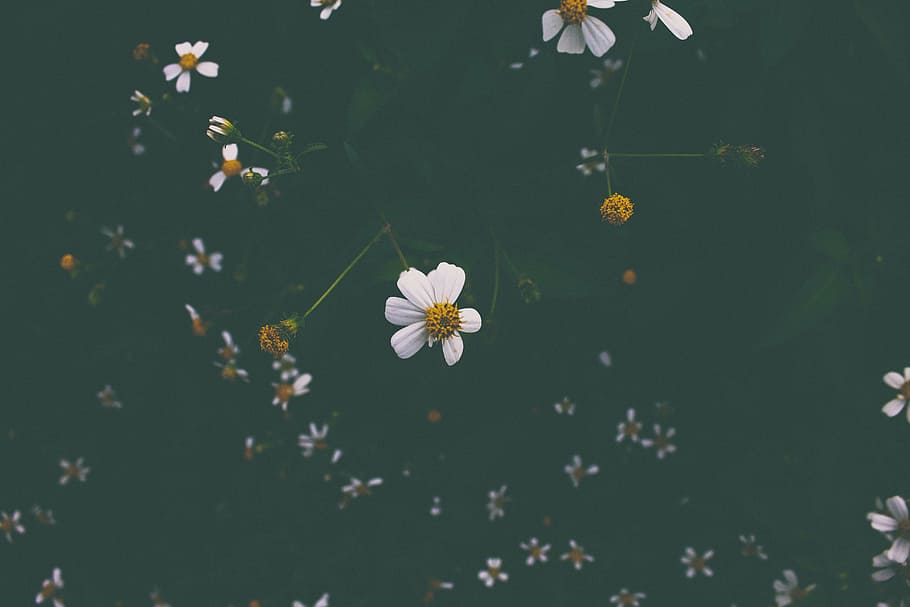 white cosmos flowers closeup photography, lot, petal, bloom HD wallpaper
