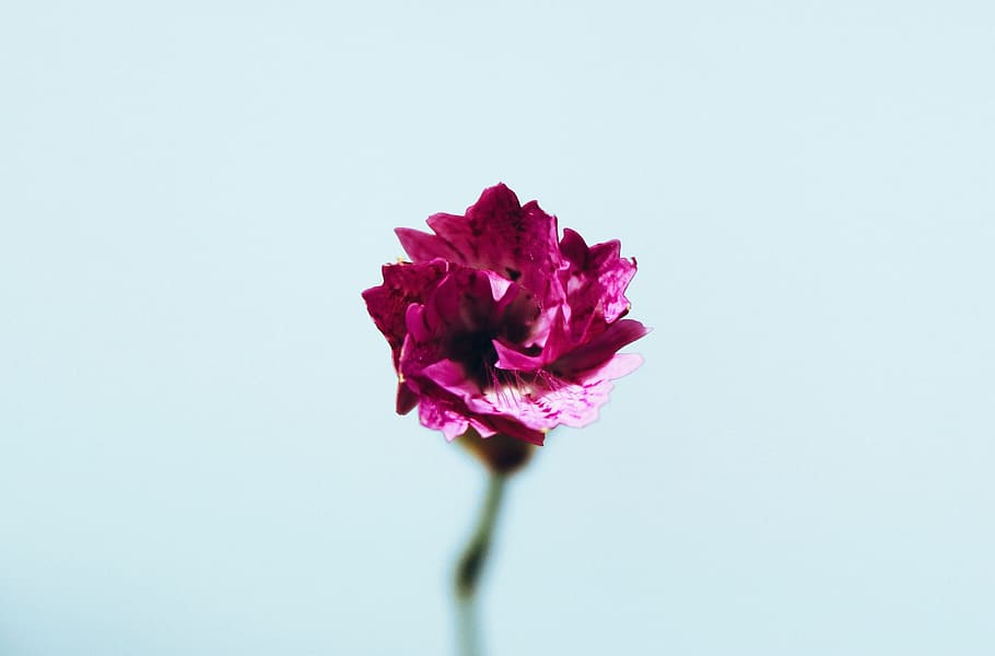 focus photography of red petal flower, pink, nature, fragility HD wallpaper