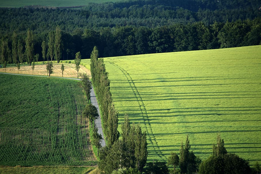 forest, meadow, field, away, nature, rural Scene, agriculture HD wallpaper