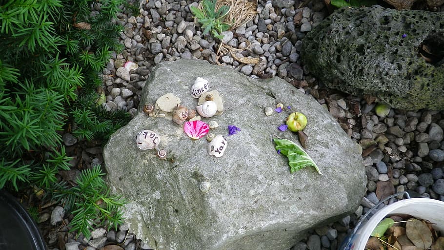 shell, stones, toys, solid, high angle view, plant, rock, nature HD wallpaper