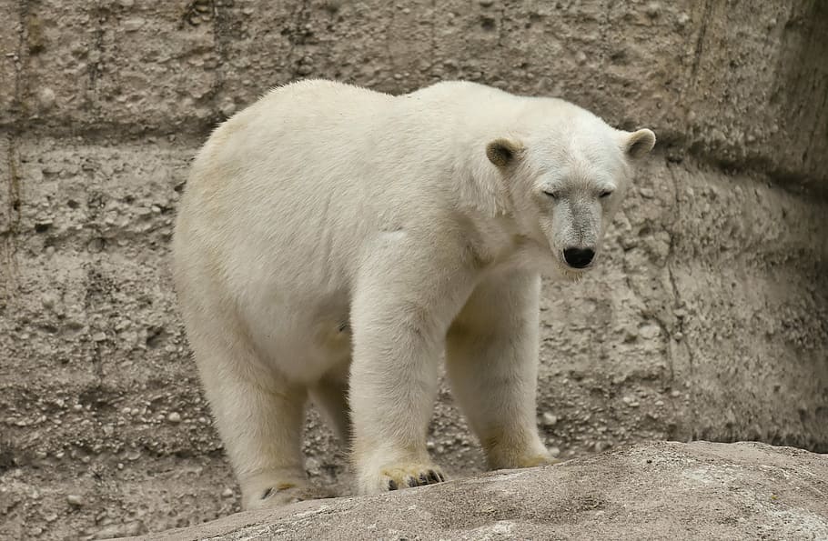 polar bear standing on rock, predator, fur, beautiful, dangerous HD wallpaper