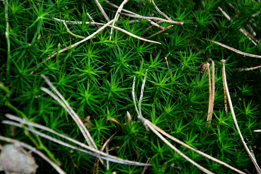 pine tree, green, nature, forest, plant, park, spring, outdoors HD wallpaper