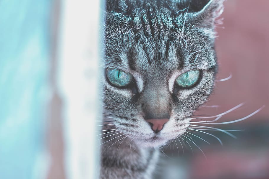 animals, cats, pets, domesticated, eyes, adorable, fluffy, cute HD wallpaper
