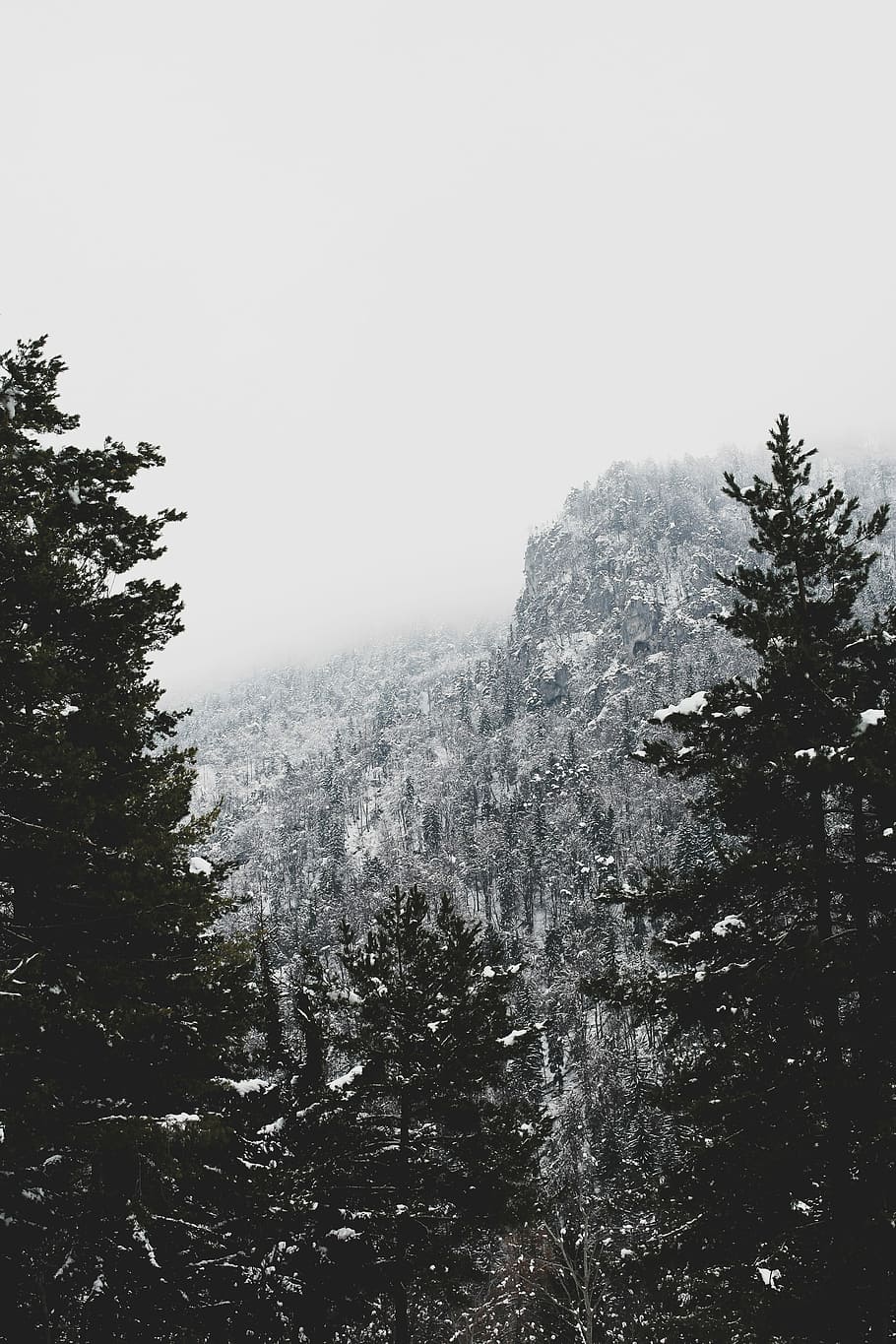 grayscale photo of snow covered mountain and trees, photography of trees coated with snow HD wallpaper