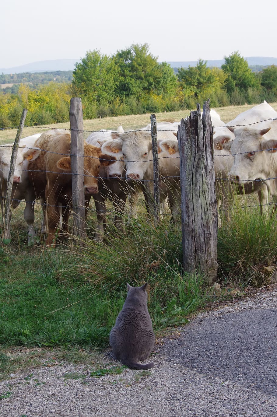 field, animals, cow, mammal, animal themes, vertebrate, domestic HD wallpaper