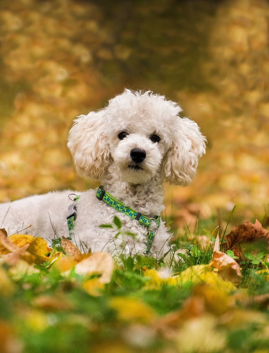 poodle, miniature poodle, dog, concerns, meadow, leaves, autumn, HD wallpaper