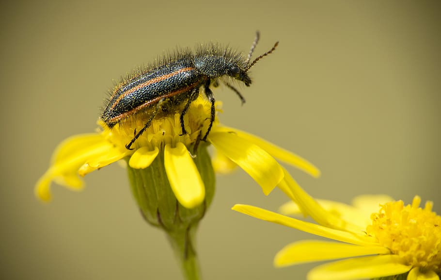 photo of orange and black beetle perched on yellow petaled flower, macro photography of black bug on yellow petaled flower HD wallpaper
